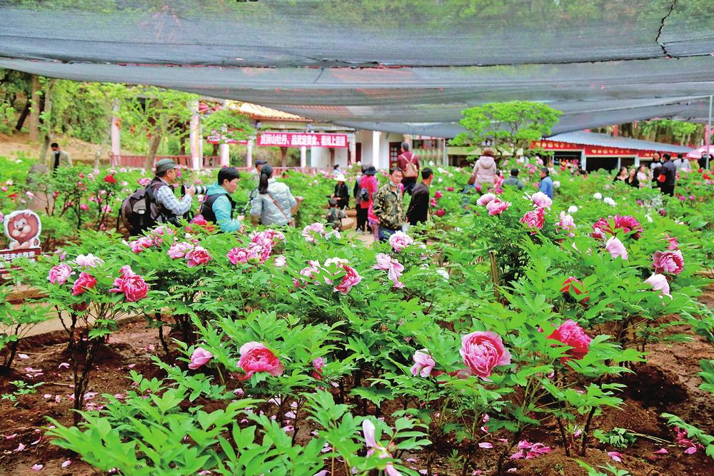 掩龙牡丹园最新动态,绽放的美丽与未来展望