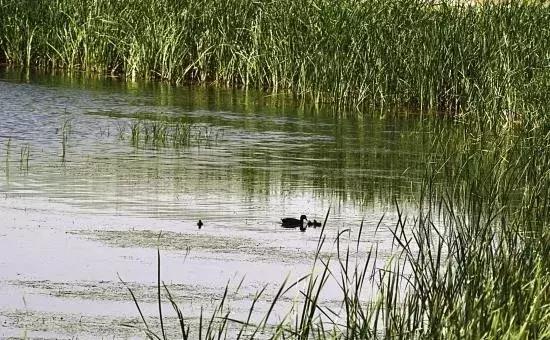 白银红柳广告最新一期,潮流引领,品牌魅力展现