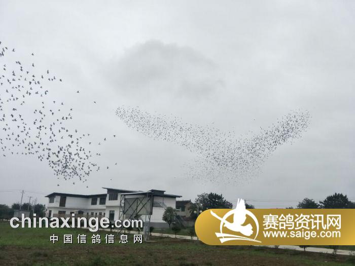 壹佰赛鸽公棚最新动态,引领赛鸽运动迈入新篇章