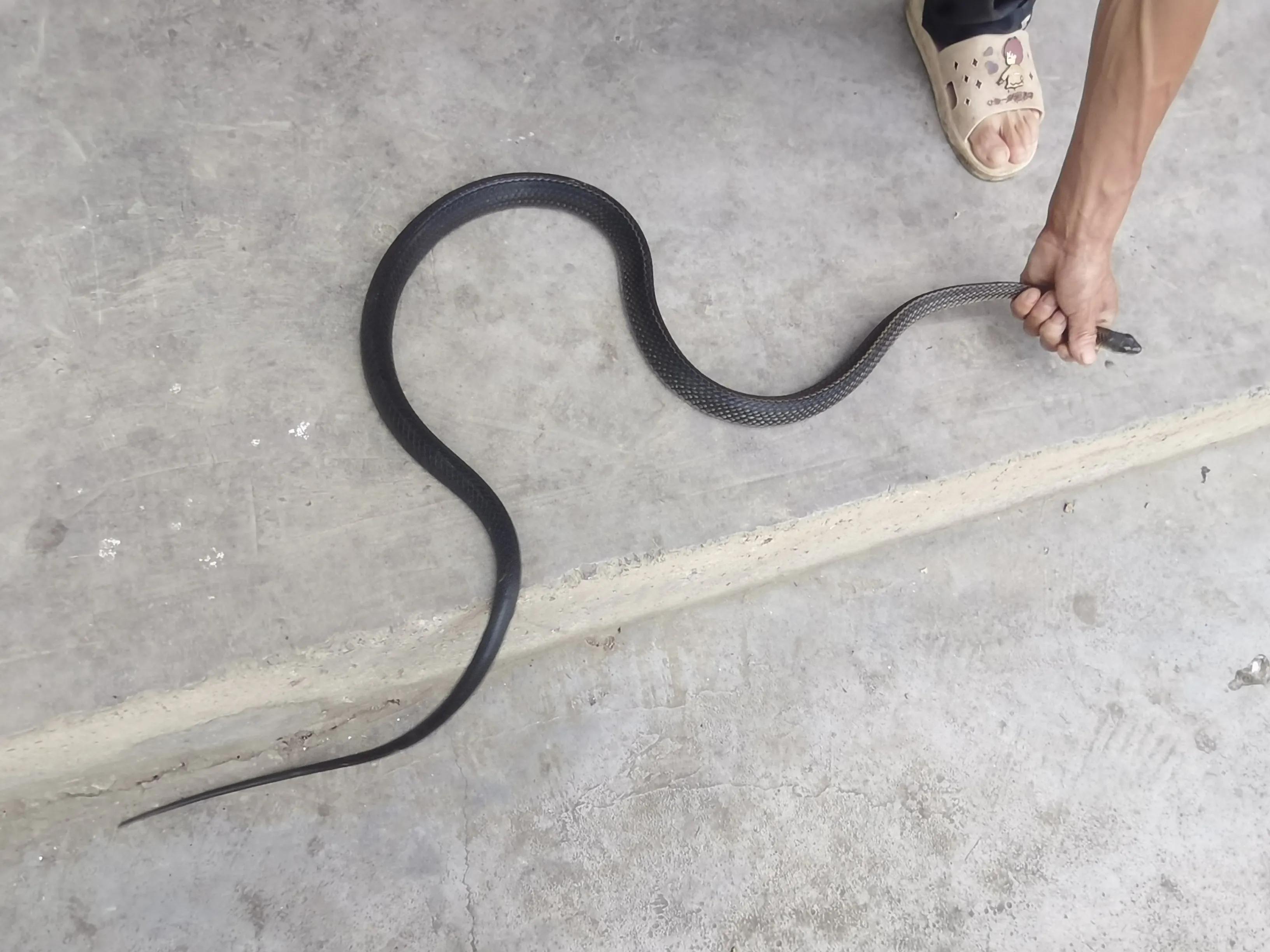 养殖水律蛇新方法揭秘,蛇的饮食习性及最新养殖技巧