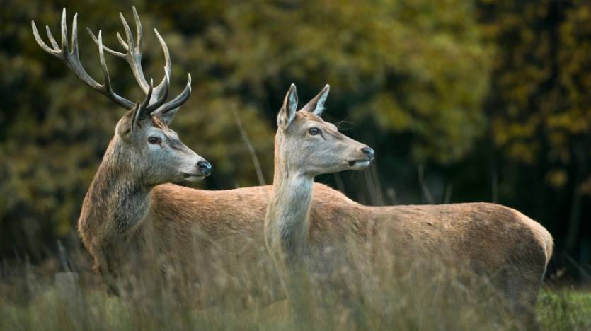 四不像正版十正版四不像,精确解答解释落实_yShop39.399