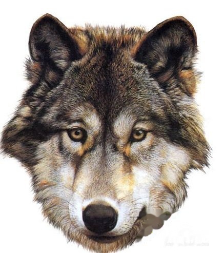 四不像正版十正版四不像,精确解答解释落实_yShop39.399