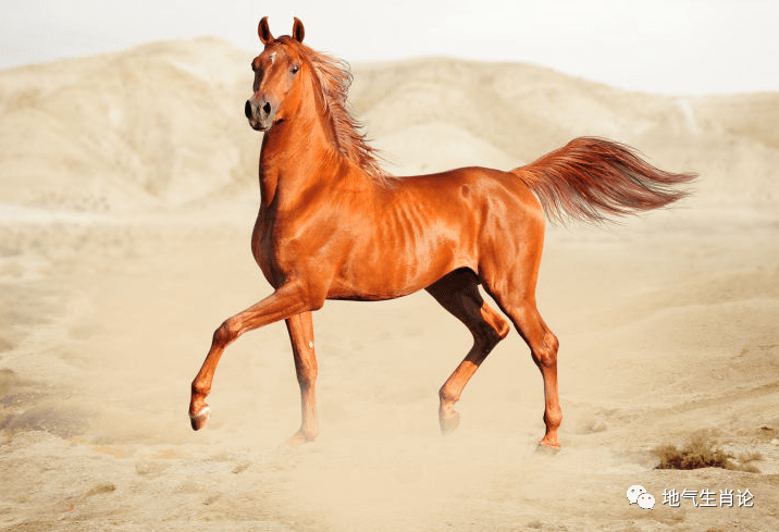 看今晚上特马四不像图图片,前沿解答解释落实_策略版1.538