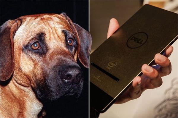 最新土狗配种视频高清版全解析,专业育种者的必备指南