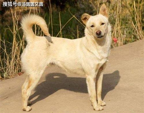 最新土狗配种视频高清版全解析,专业育种者的必备指南