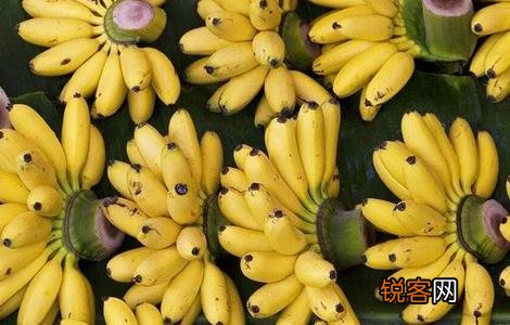 最新粉蕉种植技术揭秘,实现粉蕉高产的栽培秘诀