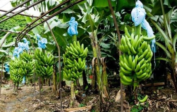 最新粉蕉种植技术揭秘,实现粉蕉高产的栽培秘诀