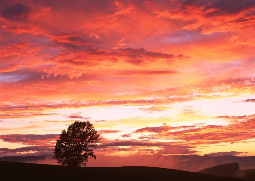 第二句:夕阳斜照半边红,指什么生肖