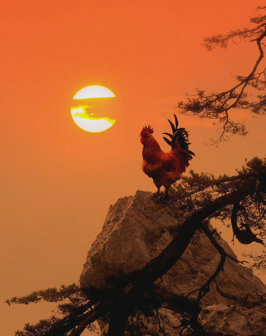 一轮红日出九天,指什么生肖