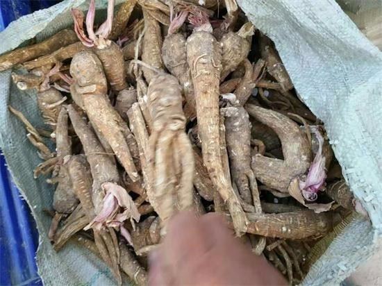 亳州白芷最新价格,亳州白芷最新价格,变化中的机遇与自我成长的励志之旅