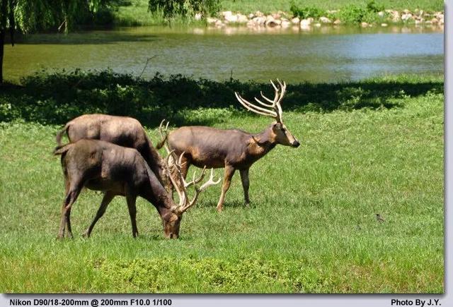 四不像正版资料_爱丝图片拍摄团队最新,即时解答解析分析_妹妹版9.71.488