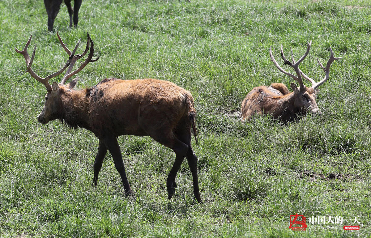 四不像正版资料_爱丝图片拍摄团队最新,即时解答解析分析_妹妹版9.71.488