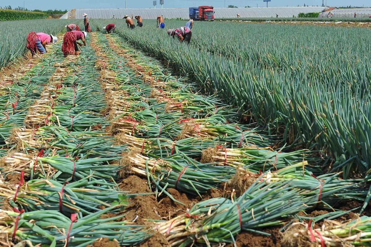 今天大葱最新价格行情,今天大葱最新价格行情,市场的微妙变化与人们的共鸣