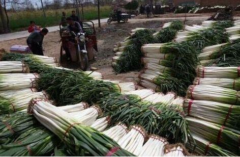 今天大葱最新价格行情,今天大葱最新价格行情,市场的微妙变化与人们的共鸣