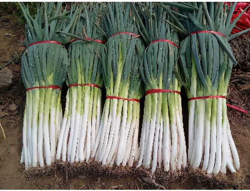 今天大葱最新价格行情,今天大葱最新价格行情,市场的微妙变化与人们的共鸣