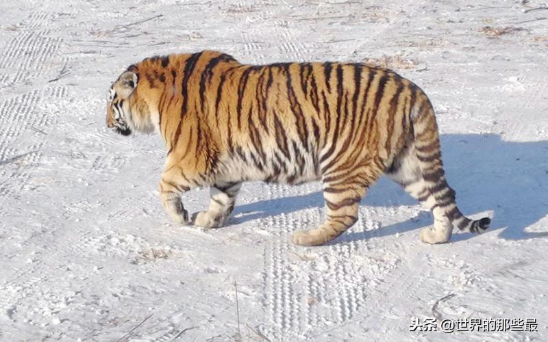 最新东北虎单挑雄狮,最新东北虎单挑雄狮,一场震撼的自然界王者之战