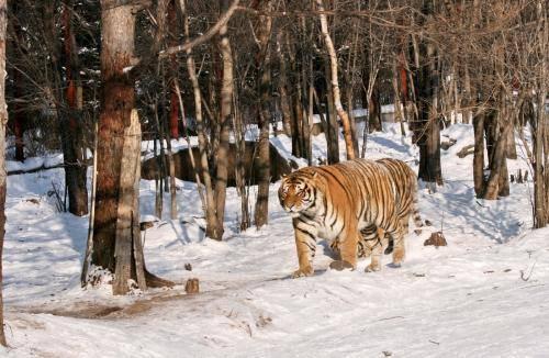 最新东北虎单挑雄狮,最新东北虎单挑雄狮,一场震撼的自然界王者之战