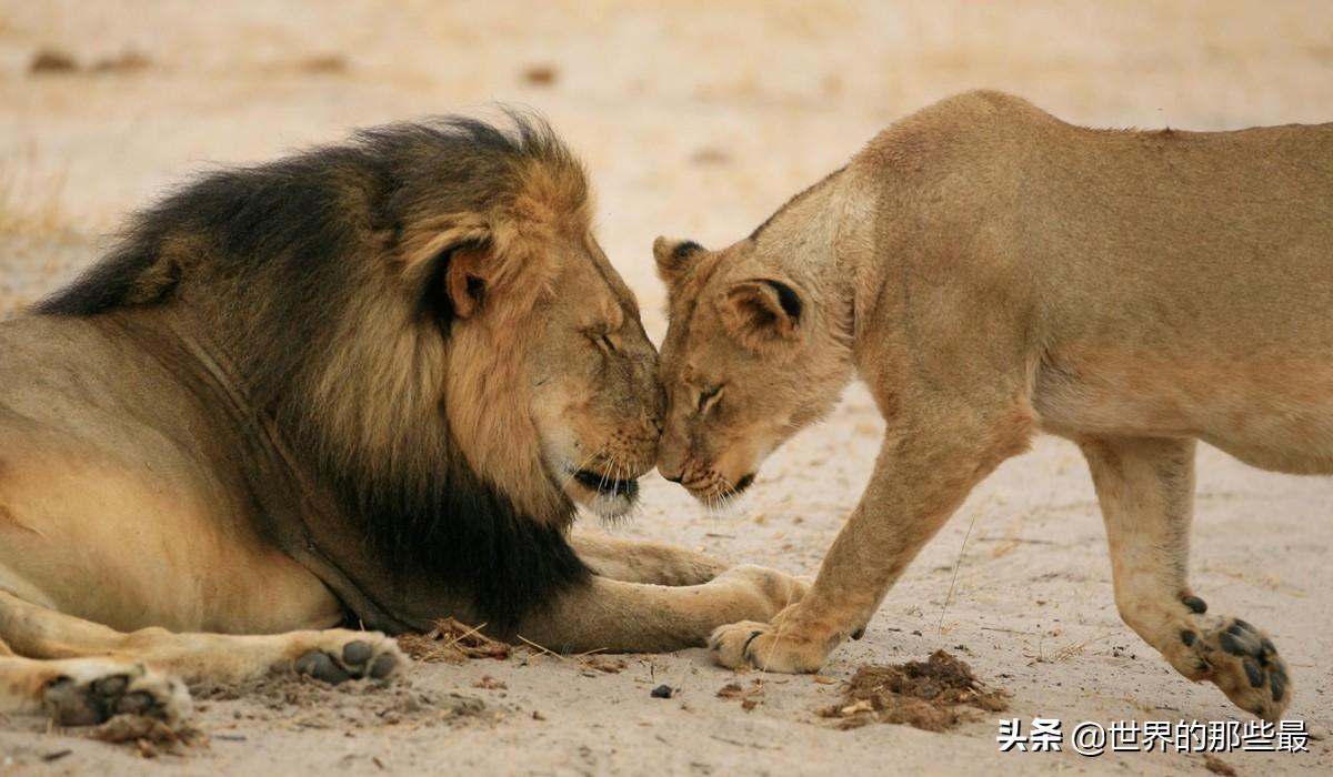 最新东北虎单挑雄狮,最新东北虎单挑雄狮,一场震撼的自然界王者之战