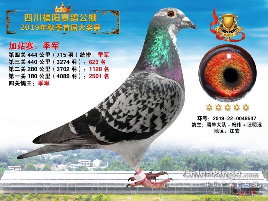 德州赛鸽公棚最新公告,精细评估方案_内容创作版5.62.640