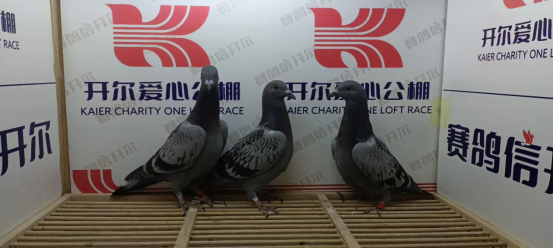 德州赛鸽公棚最新公告,精细评估方案_内容创作版5.62.640