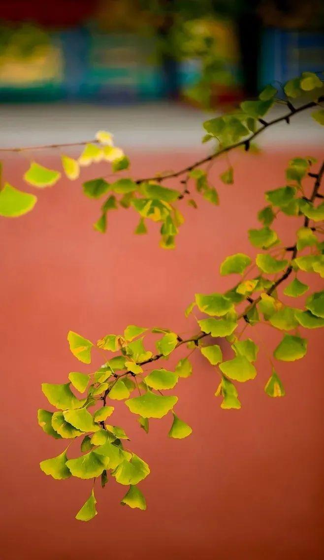 情至荒芜遇见你最新版,创新计划制定_跨界版9.79.996