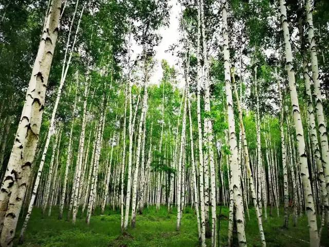 安徽最新天气,一场自然美景的探索之旅,心灵的远离尘嚣之旅