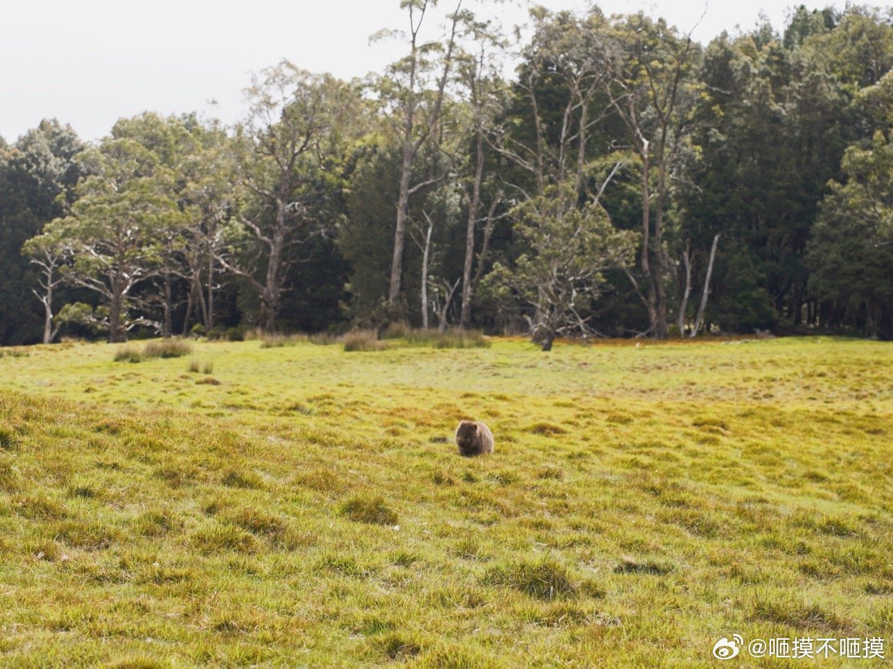 最新斗狗视频,一场自然美景的探险之旅,寻找内心的平和与宁静