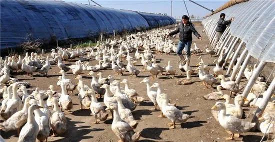 最新生猪价格表,时代背景下的波动与影响