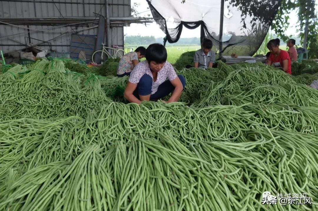 合浦豆角最新价格指南——如何获取与比较豆角价格