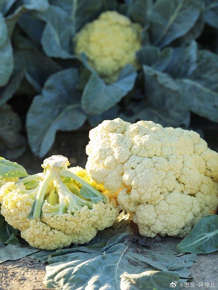 春菜花最新,一场温馨的菜花盛宴