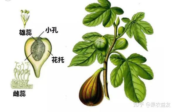 乃果花最新,一种现象的深度探讨