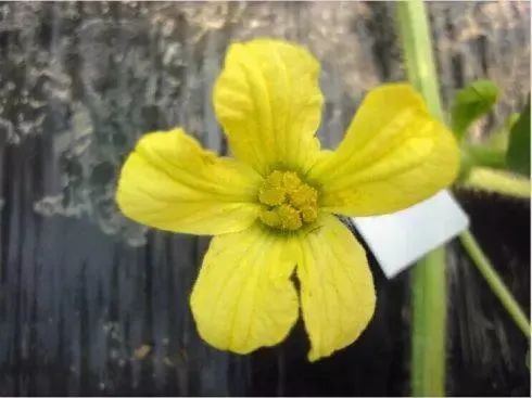 乃果花最新,一种现象的深度探讨