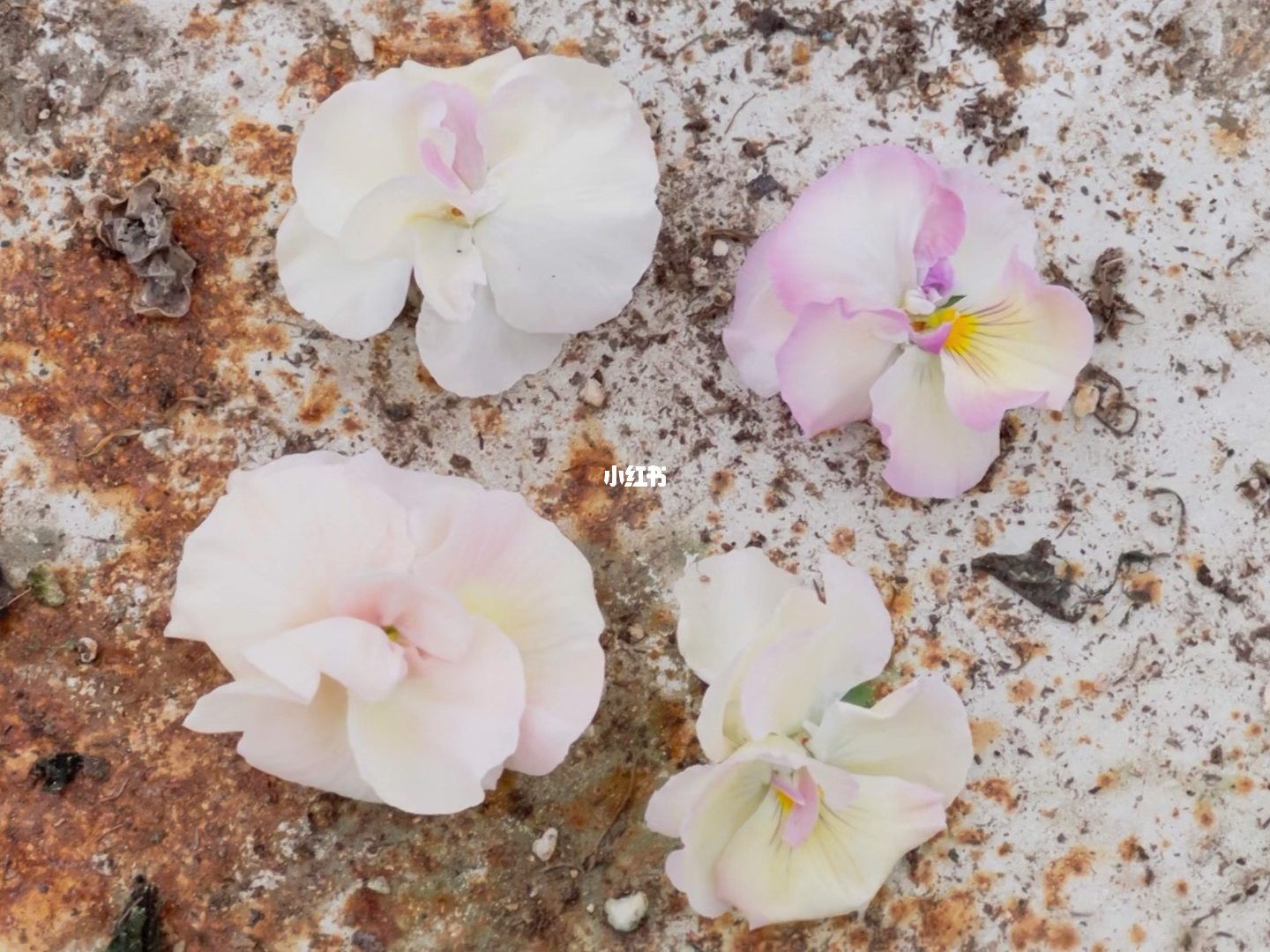 乃果花最新,一种现象的深度探讨