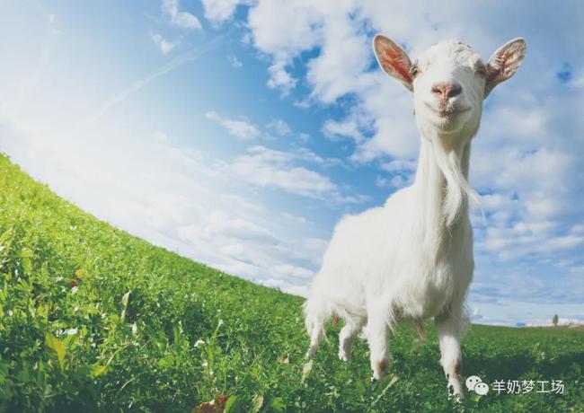 澳门今晚三肖兔羊蛇解析揭晓,安全版JAF8.16深度解读