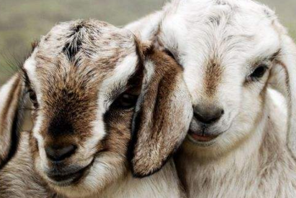 澳门今晚三肖兔羊蛇解析揭晓,安全版JAF8.16深度解读