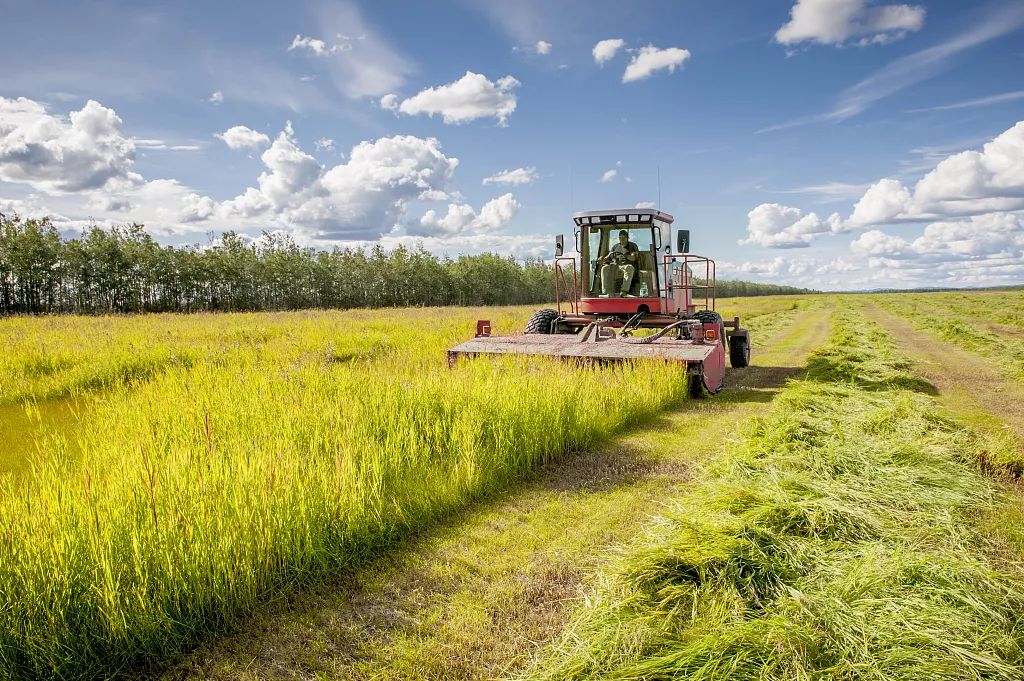 干豆角直播,探索农业直播的新纪元