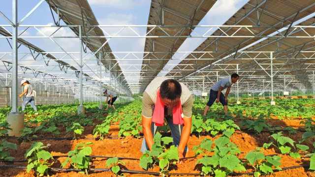 干豆角直播,探索农业直播的新纪元