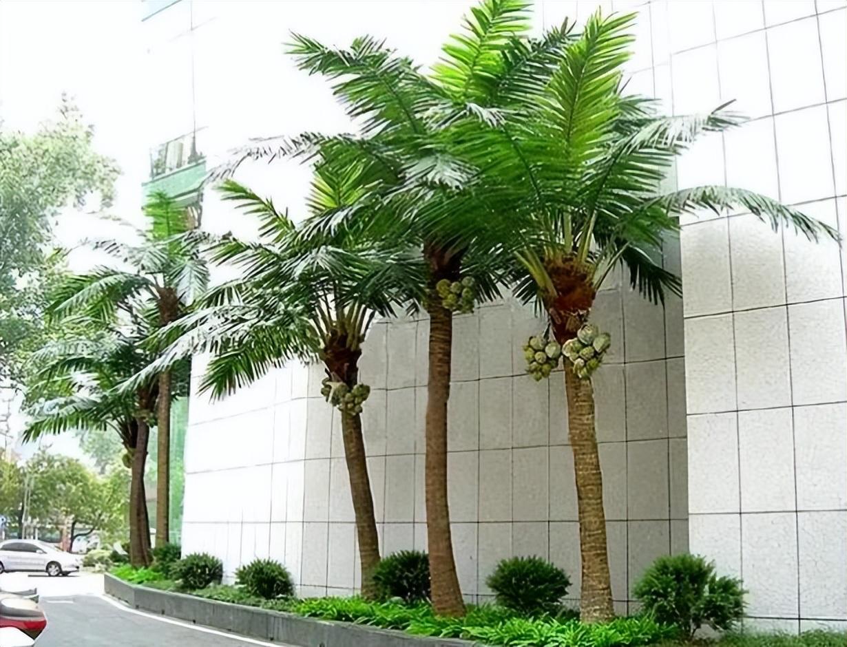 直播红蜘蛛,一场寻找内心平静的自然之旅