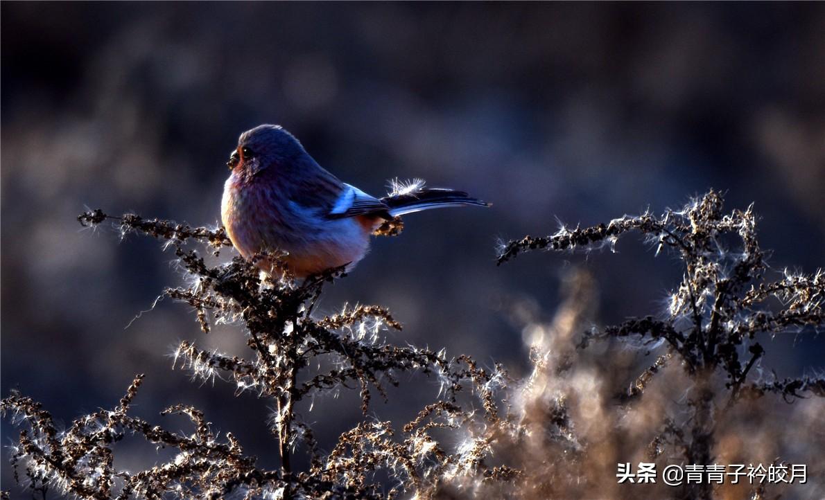 讯鸟人直播,探索新一代直播生态的未来之路