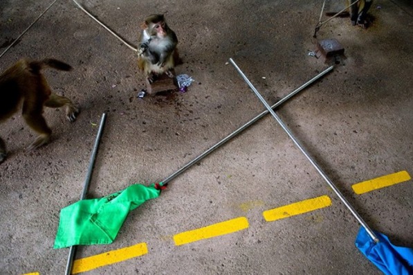 管家婆一码一肖资料解析:水果篇,VJU68.374动态分析版