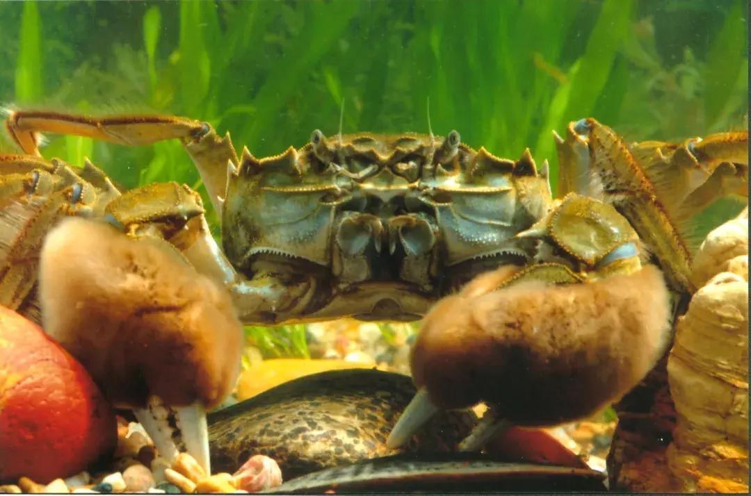 小黄毛直播,从变化中成长,为生活注入无限能量