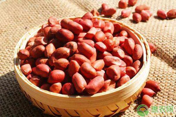 松原最新花生价格,市场走势分析及其影响