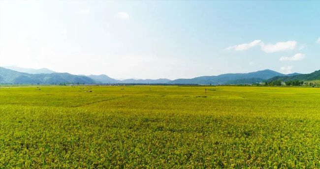 最新杨树苗求购信息——科技赋能绿色未来,体验智能种植新纪元