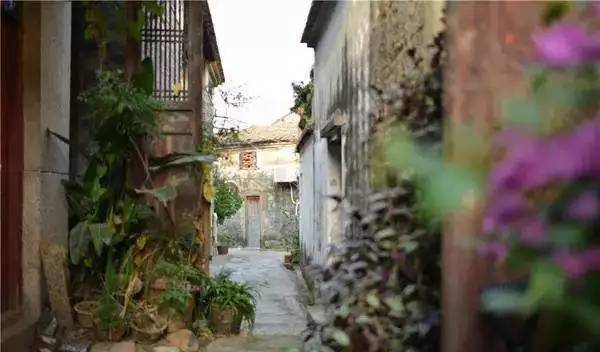 青翘的最新信息,小巷中的隐秘宝藏