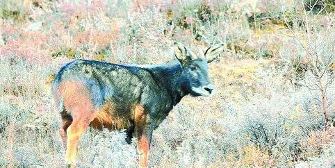 澳门四不像正版资料,高速响应计划执行_PDO94.194全景版