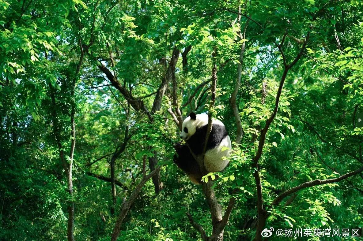 熊猫李哥最新视频,森林中的温馨日常