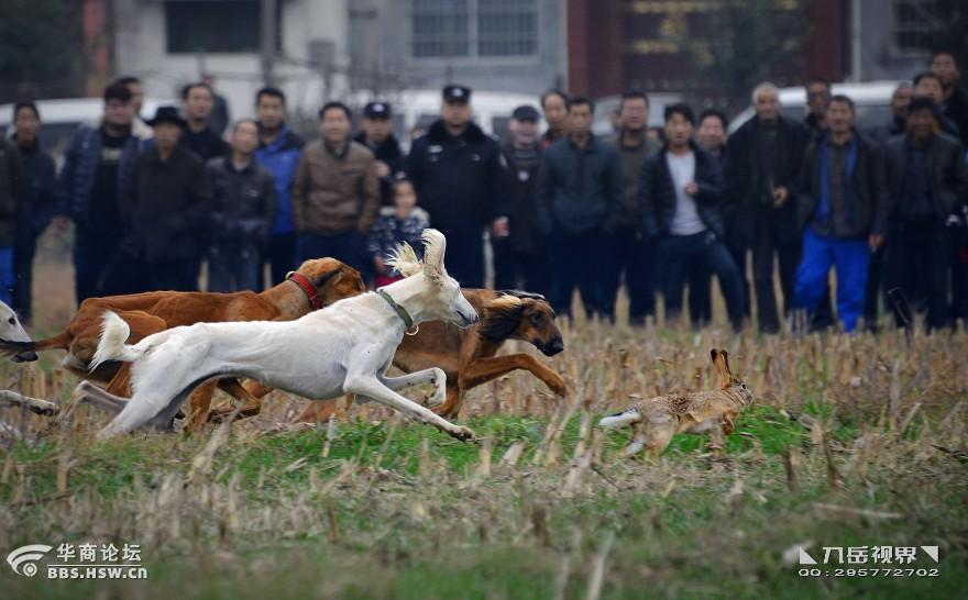 777778888精准跑狗,精细化实施分析_UNS79.585万能版