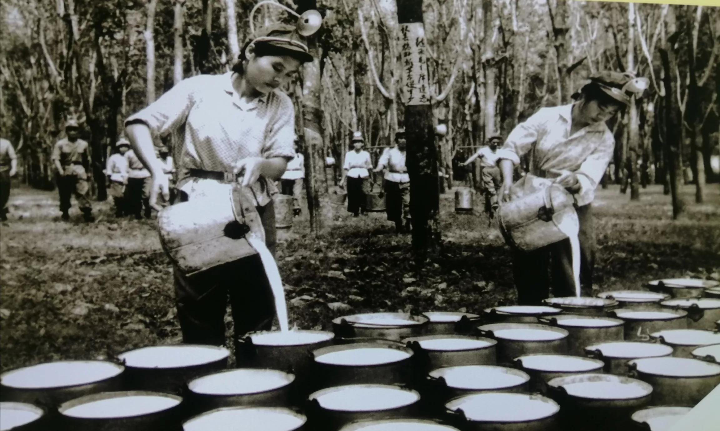 海南橡胶最新新闻——了解与探索的步骤指南