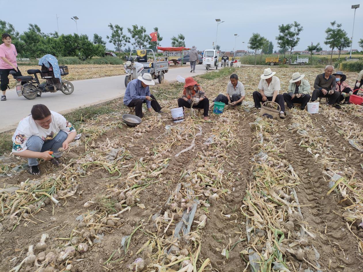 安徽大蒜价格最新行情,变化中的机遇与自我超越的旅程
