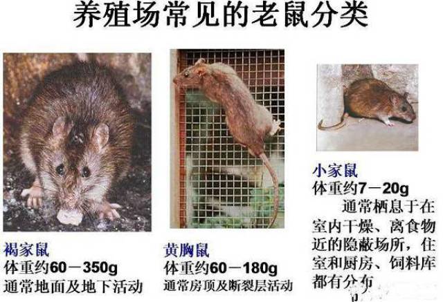 今晚9点30开鼠,专业解读操行解决_YYP23.201精选版